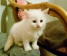 Baltieji Ragdoll kačiukai 